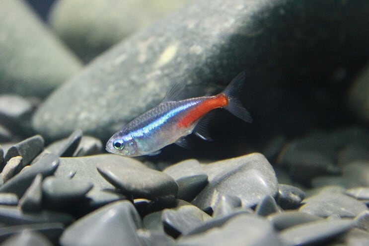 Neona Tetra