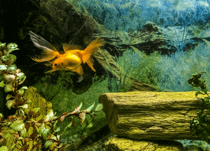 Driftwood Tankā