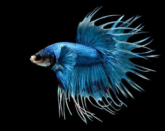 Pārskats par Bettas