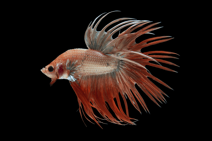 Bettas audzēšana