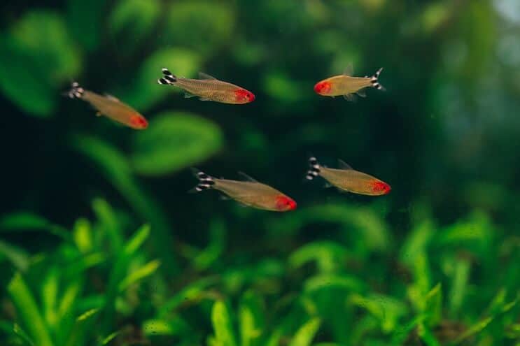 Rummy Deguna Tetra Tank Mates