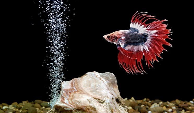 Betta Zivis