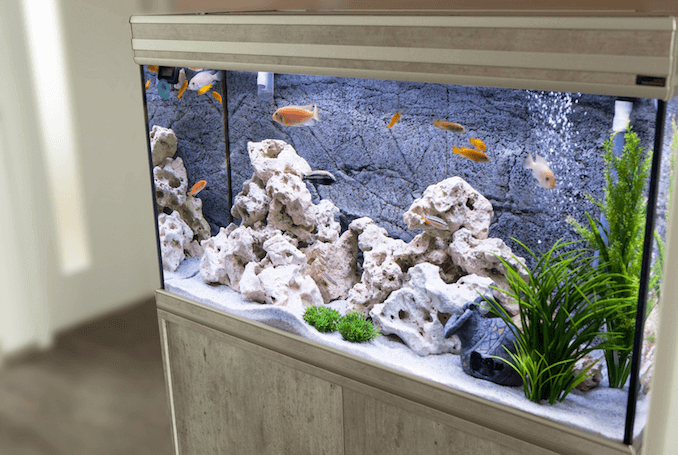 Akvārijs ar Cichlids