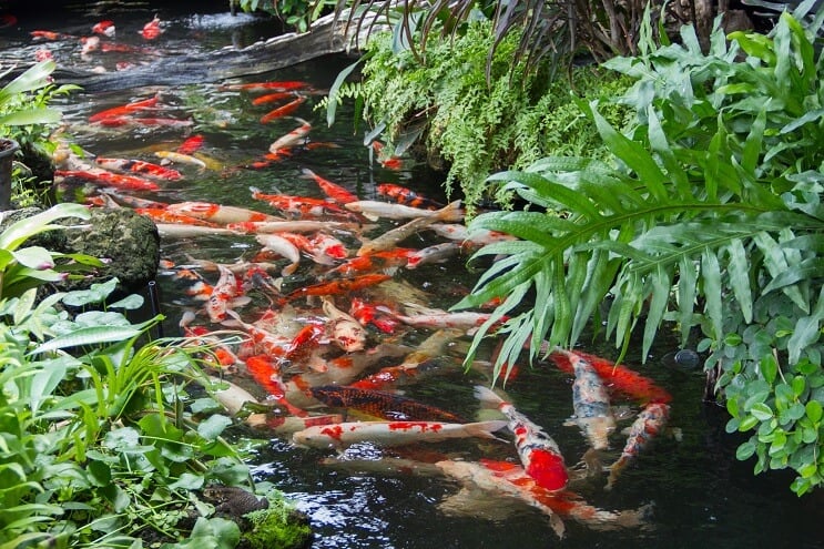 Koi dīķis