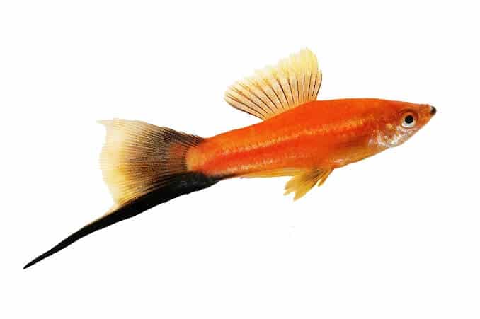 Zobenīte