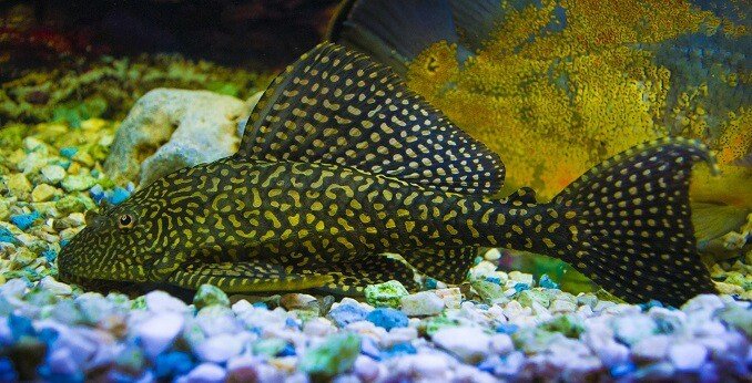 Sailfins Pleco