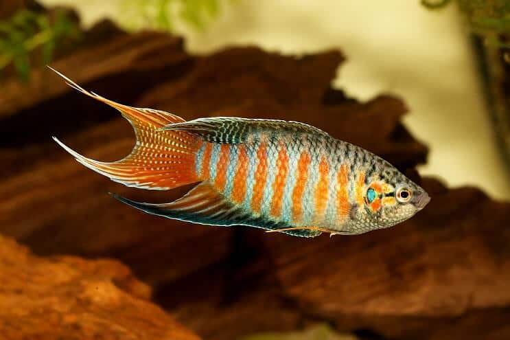 Paradīzes Gourami