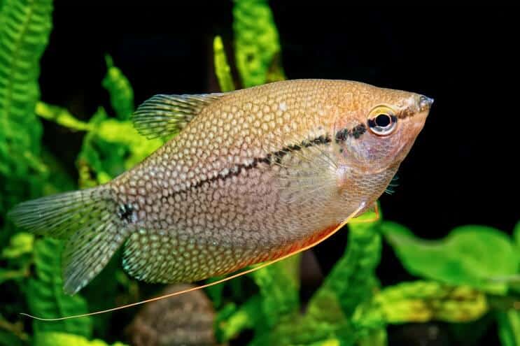 Pērle Gourami