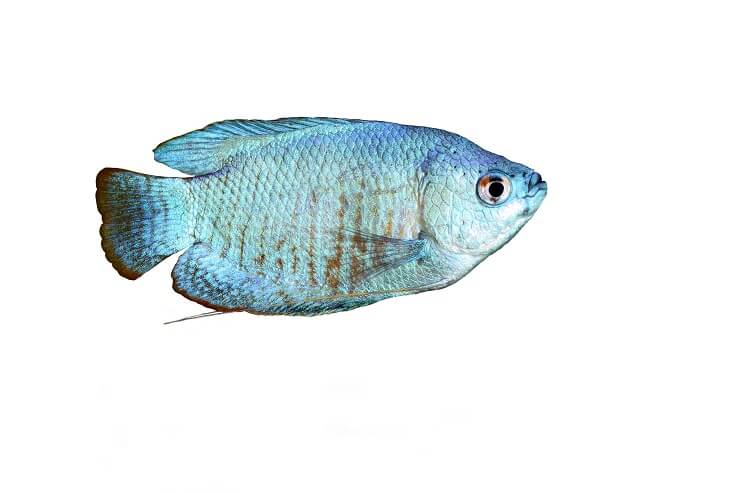 Pulverveida zils Gourami