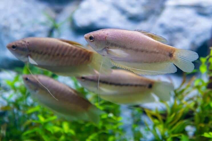Čūskas āda Gourami