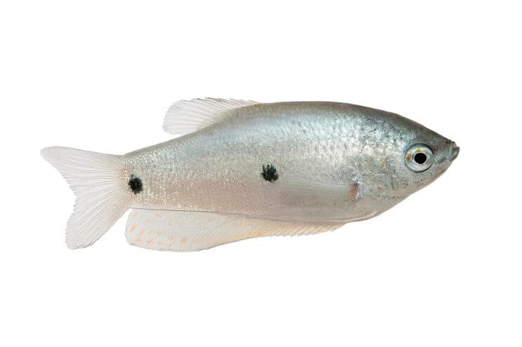 Trīs vietas Gourami