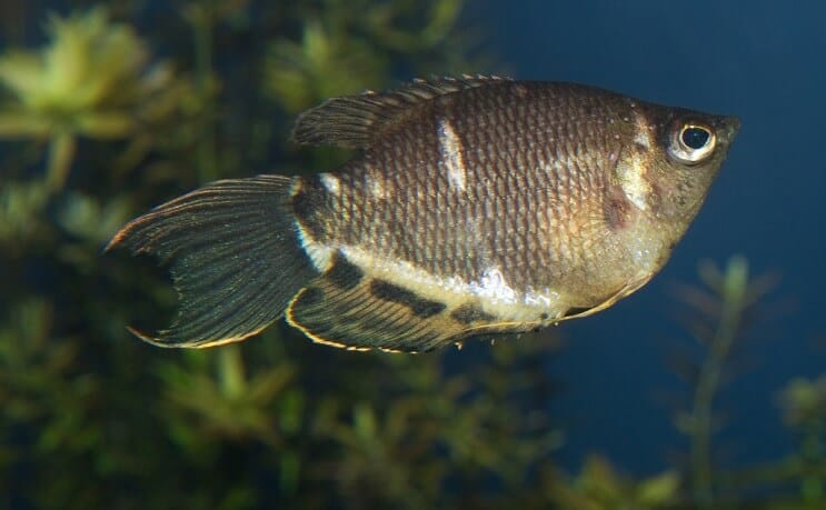 Šokolādes Gourami