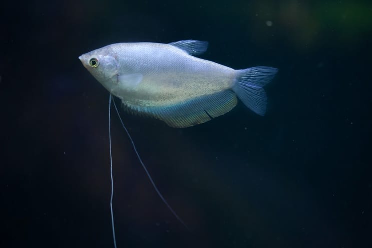 Mēness gaisma Gourami