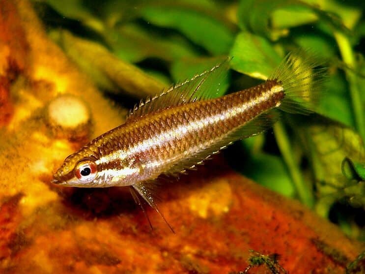 Lakrica Gourami