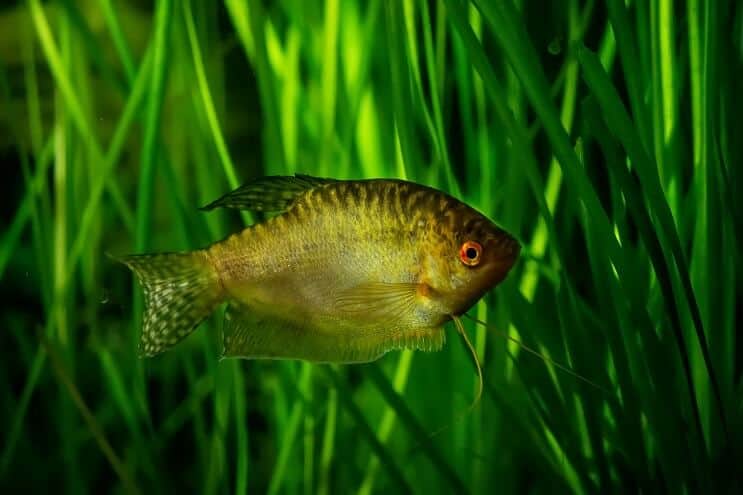 Zelta Gourami