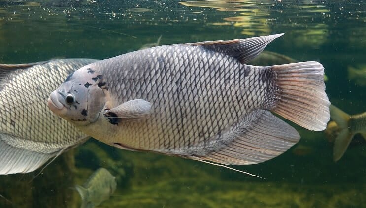 Milzu Gourami
