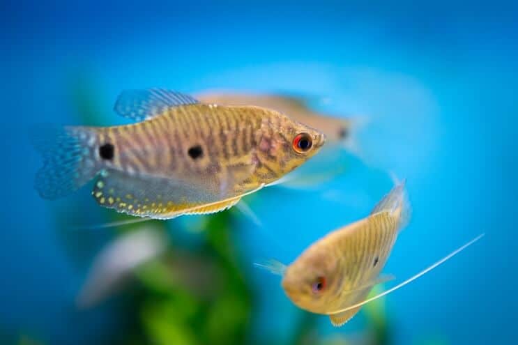 Zils Gourami