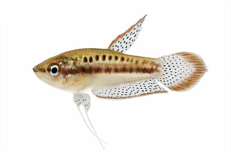 Dzirkstošais Gourami