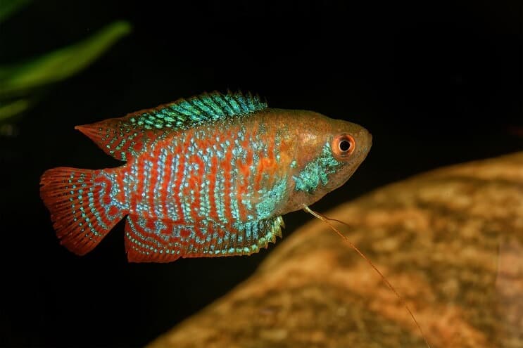 Rūķis Gourami