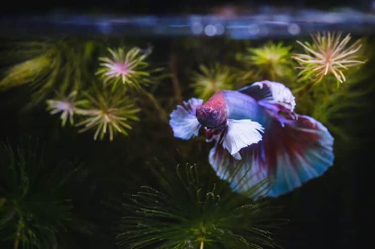 Betta Zivis
