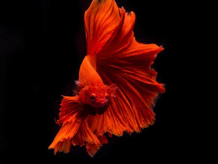 Betta zivju izskats