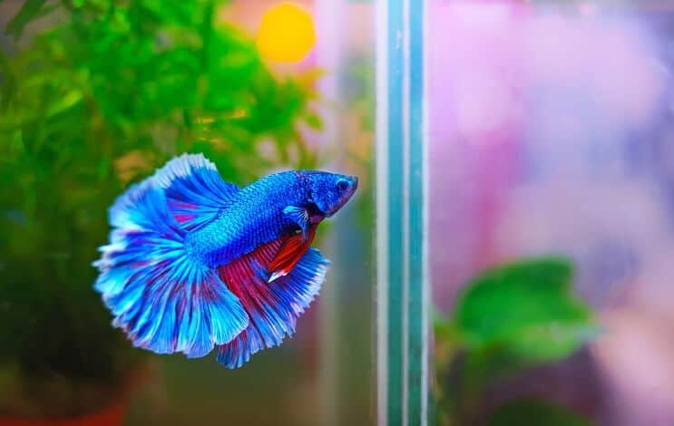 Betta zivju biotops