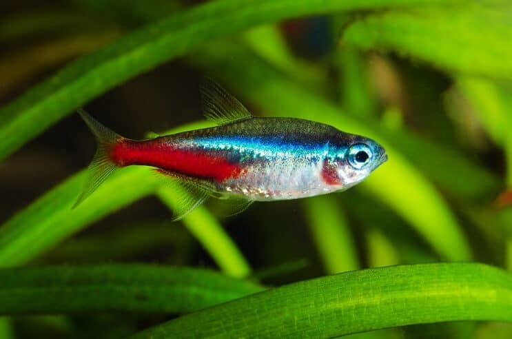 Neona Tetra
