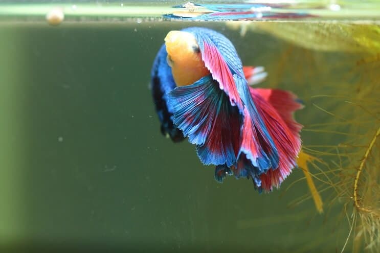 Bettas selekcija Vairāk