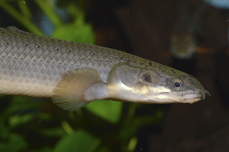 Senegāla Bičira