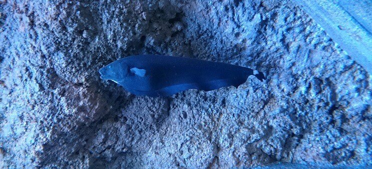 Spoku Knifefish peldēšana