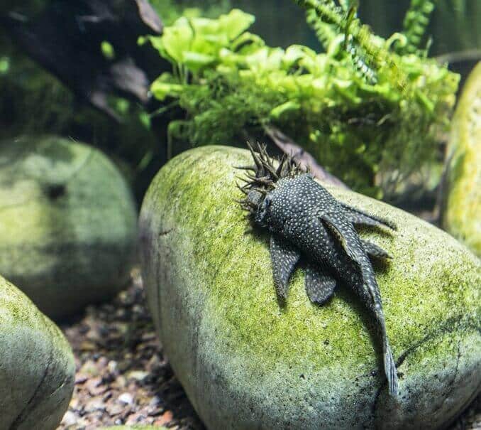 Bristlenose Pleco izskats