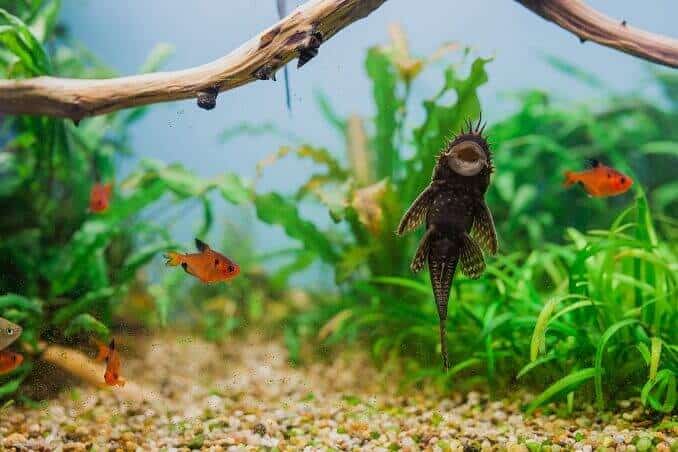 Vīrietis Bristlenose Pleco