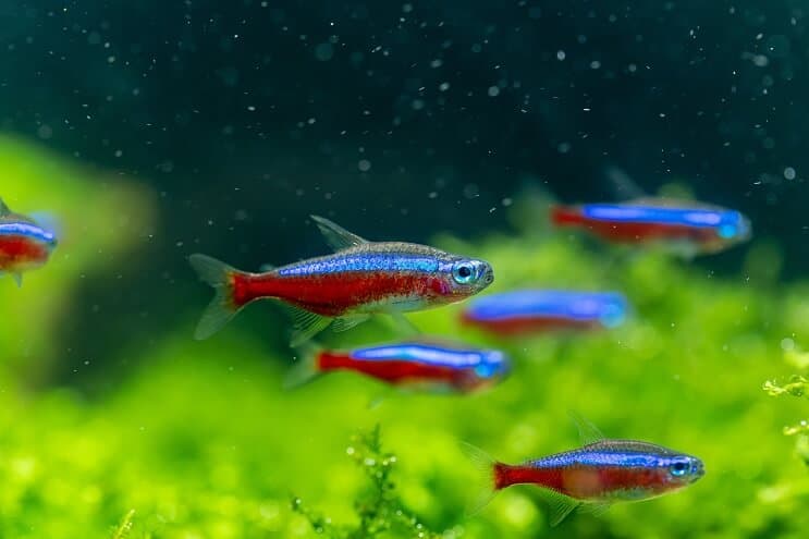 Kardināls Tetra pārskats