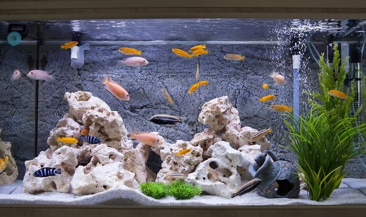 Cichlids akvārijā