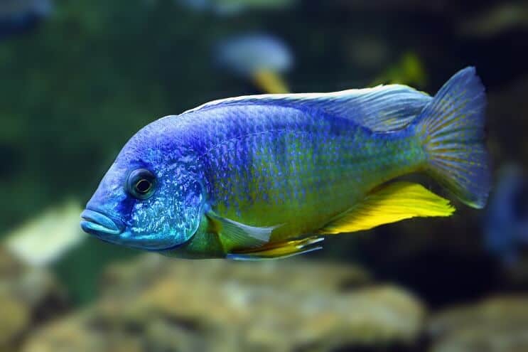 Pāvs Cichlid