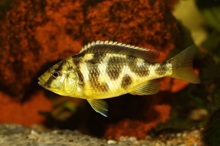 Haplohromis