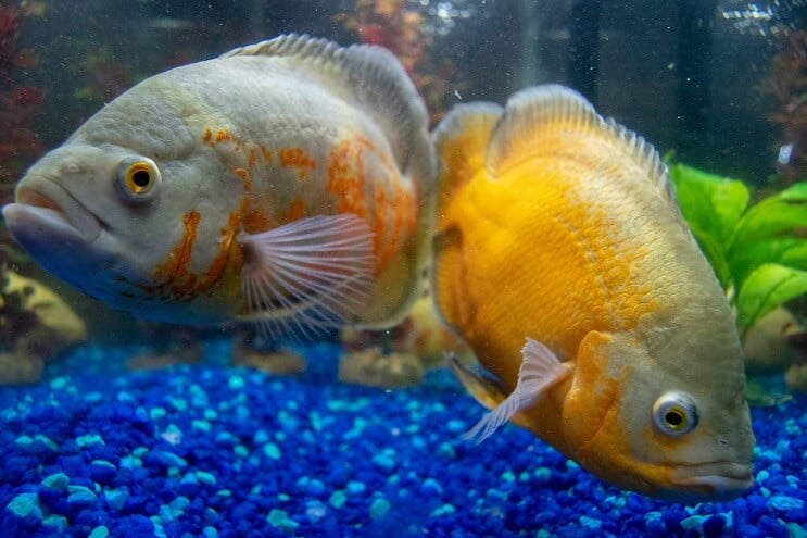 Cichlids peldēšana akvārijā
