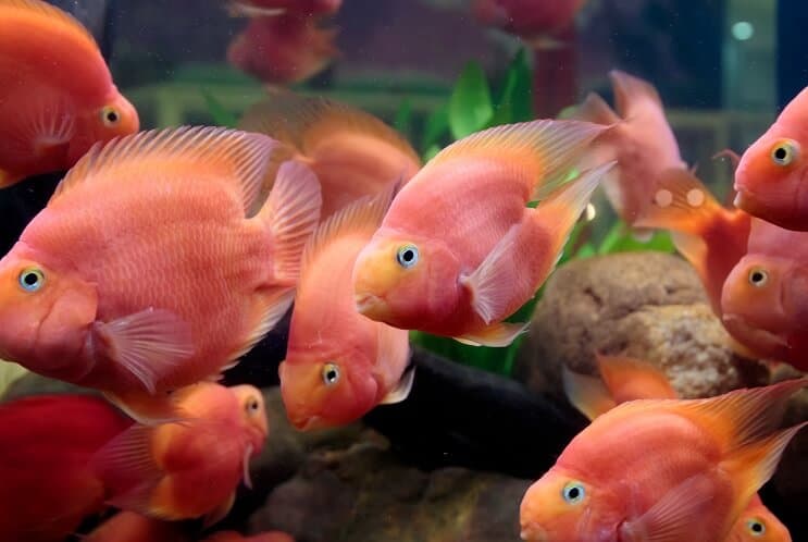 Asins papagailu Cichlid diēta