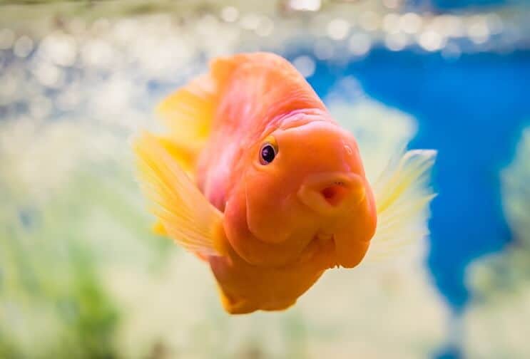 Asins papagailis Cichlid