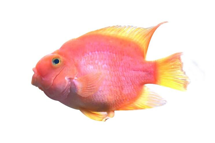 Asins papagailu Cichlid izskats
