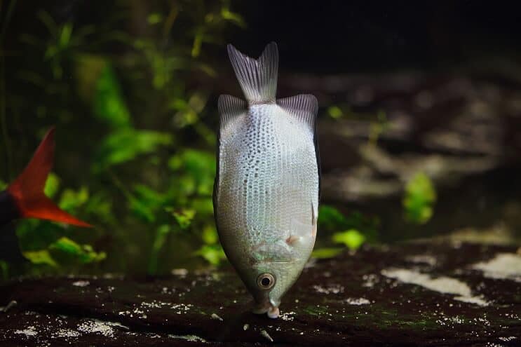 Skūpstot Gourami biotopu