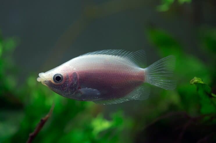 Skūpstot Gourami Tank Mates