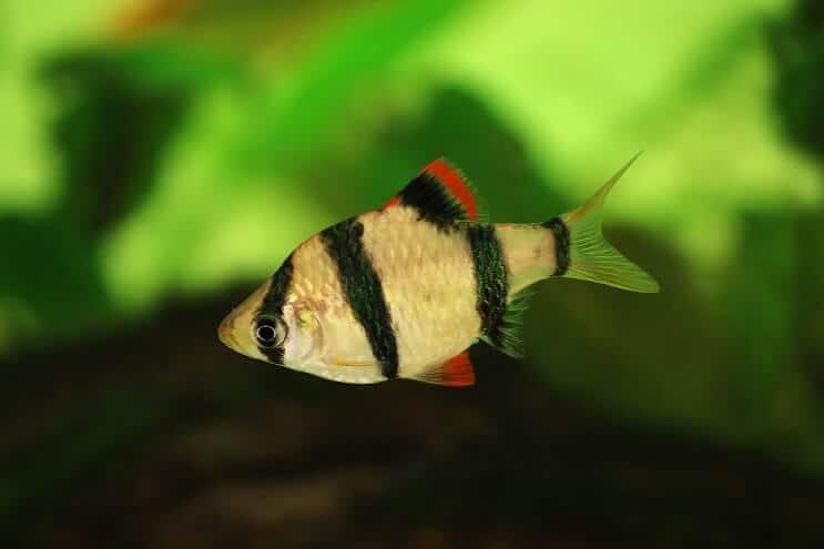 Tīģeris Barbs