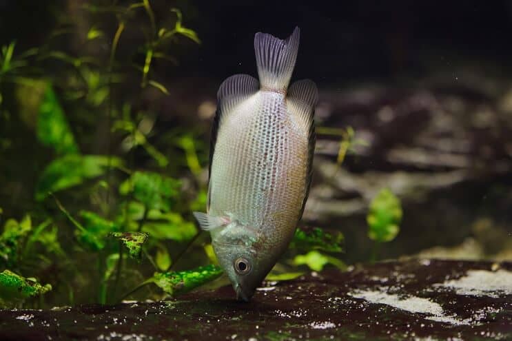 Kissing Gourami diēta