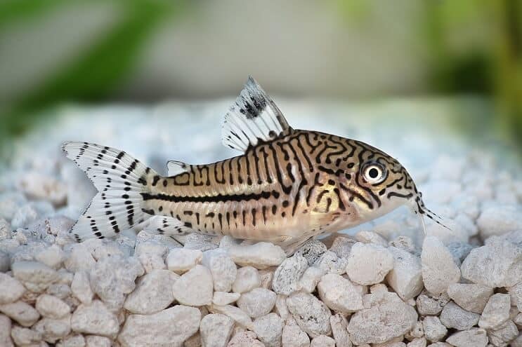 Cory Catfish pārskats