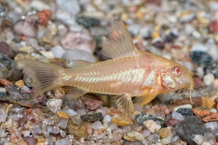 Albino korija sams