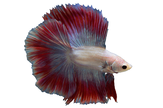 Betta tvertnes prasības