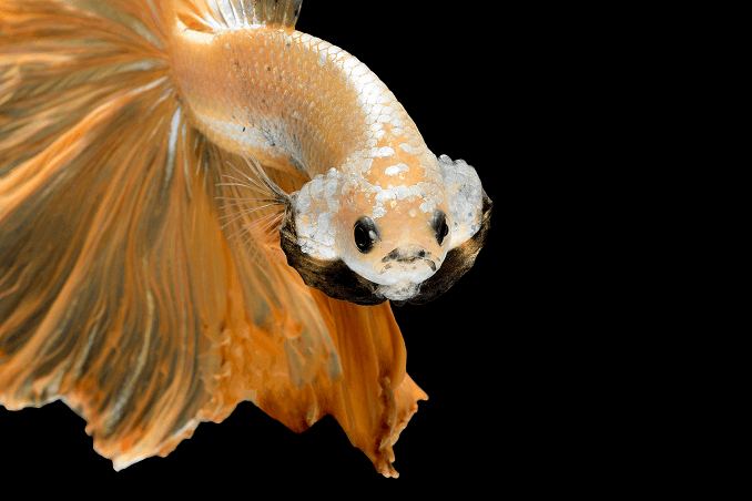 Crowntail Betta izskats