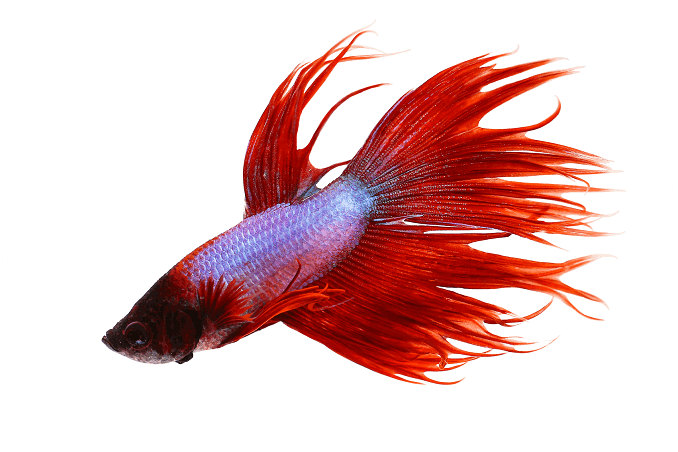 Uzvedība Crowntail Betta
