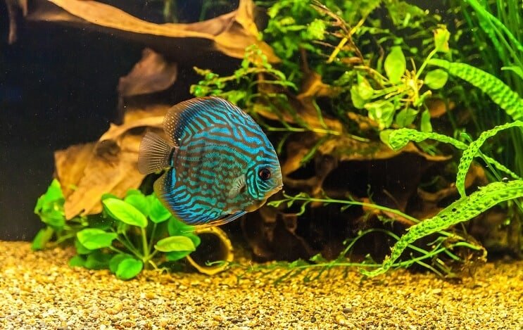 Discus Fish Tankā